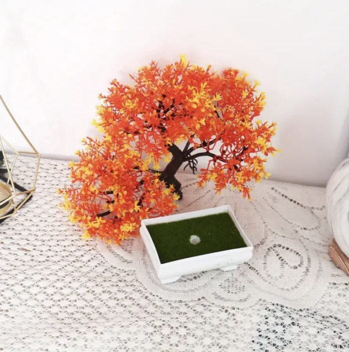 Bonsai Arțar Oranj - imagine 5