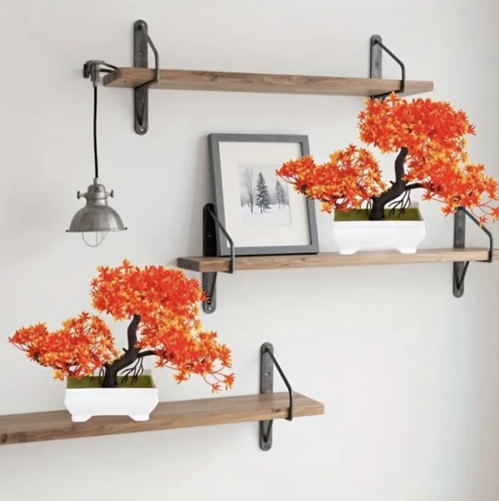 Bonsai Arțar Oranj - imagine 4